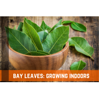 Bay Leaves How To Grow Indoors Farm Plastic Supply