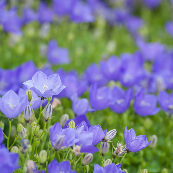 Balloon Flower Facts, Growing Conditions & Care Farm Plastic Supply