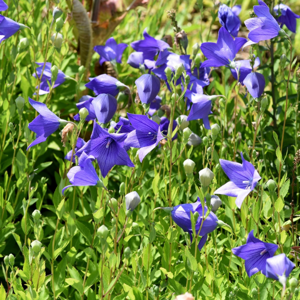 Balloon Flower Facts, Growing Conditions & Care Farm Plastic Supply