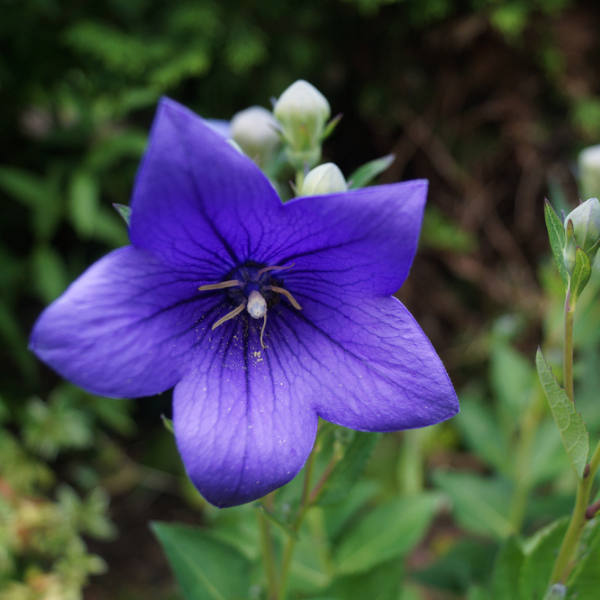 Balloon Flower Facts, Growing Conditions & Care Farm Plastic Supply