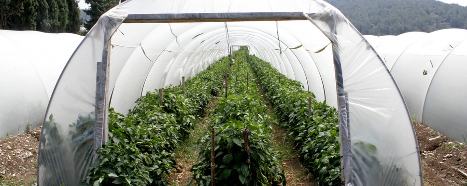 What Type Of Greenhouse Plastic Should I Use? Farm Plastic Supply