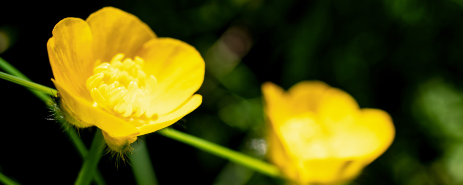 Buttercup Flower - Characteristics & Growing Tips