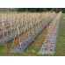 Bamboo Garden Stakes - 4 Foot