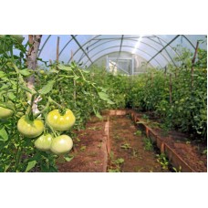 1 Year UV Resistant 6 mil Clear Nursery Greenhouse Plastic - 24' x 100'