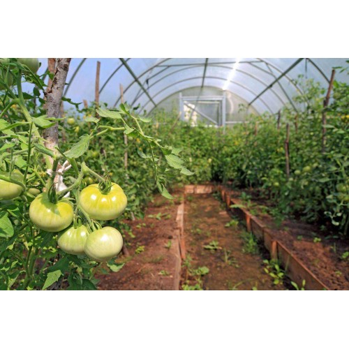 1 Year UV Resistant 6 mil Clear Nursery Greenhouse Plastic - 32' Wide