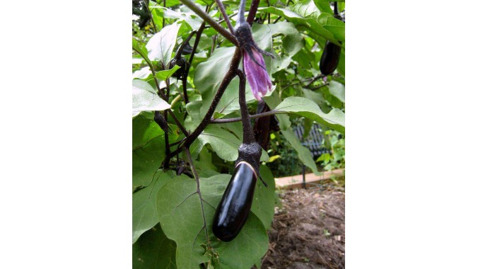 Eggplant