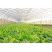 CoolMax 4 Year UV Open & UV Resistant 6 mil Clear Greenhouse Covering