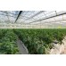 4 Year UV Resistant 8 mil Heavy Duty Clear Greenhouse Covering - Choose Your Size