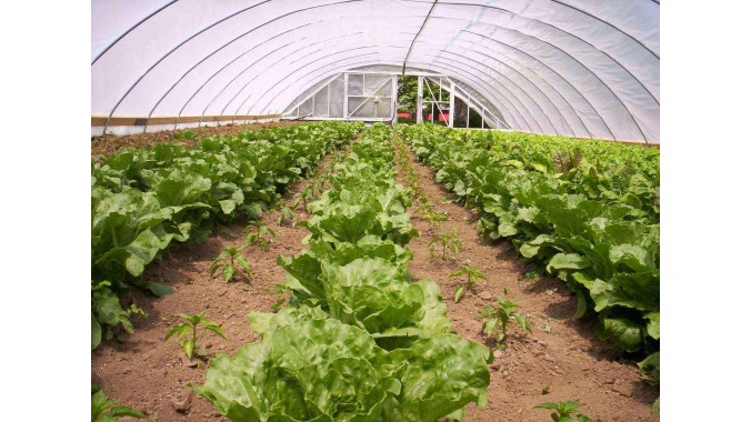 Clear Greenhouse