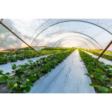 4 Year UV Resistant 8 mil Heavy Duty Clear Greenhouse Covering - 13' x 100'