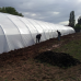 4 Year UV Resistant 6 mil White Greenhouse Plastic Sheeting 55% Opacity