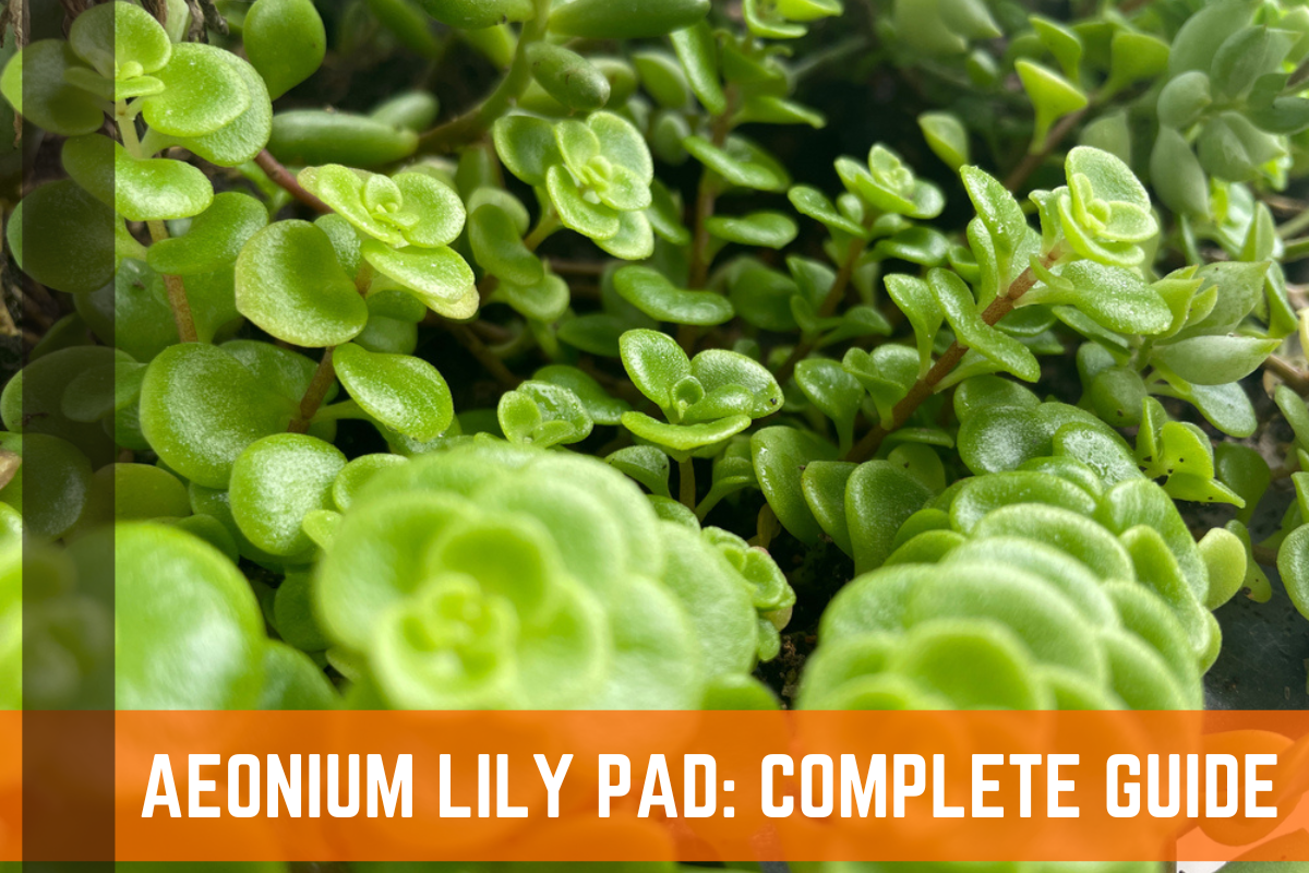 Aeonium Lily Pad Succulents: Complete Guide & Care Information