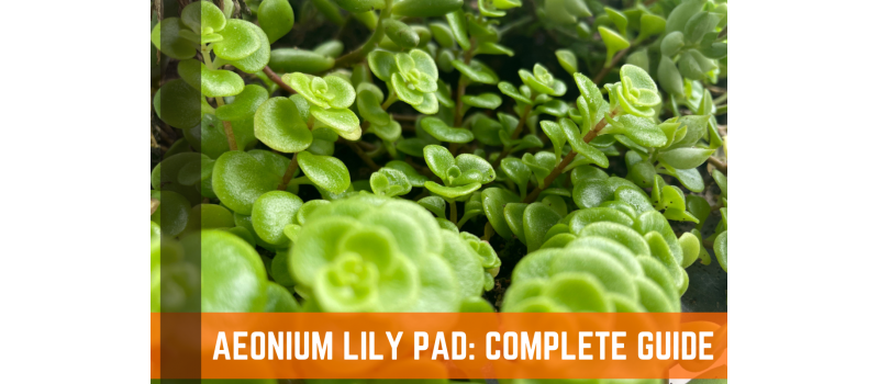 Aeonium Lily Pad Succulents: Complete Guide & Care Information