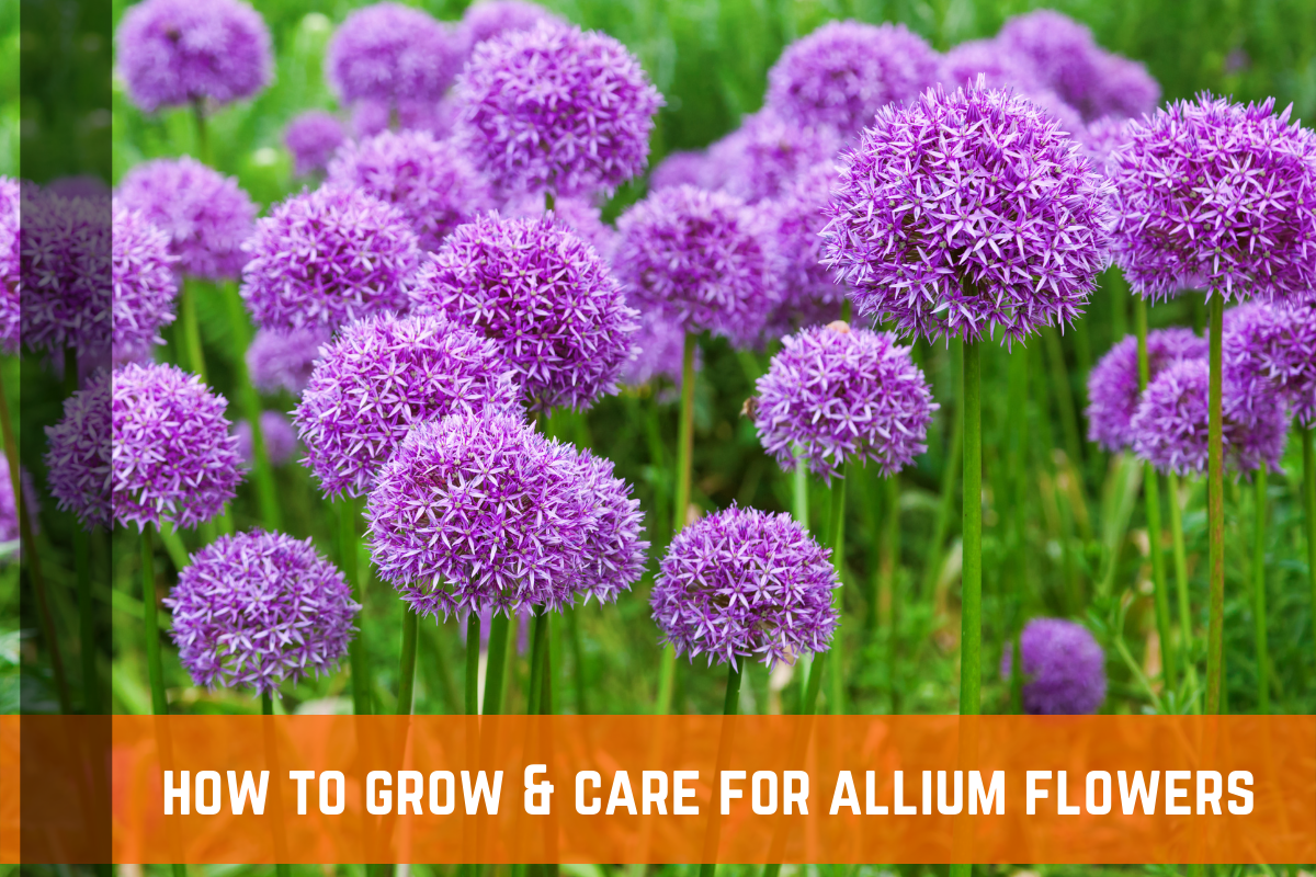 How To Grow & Care For Allium Flowers