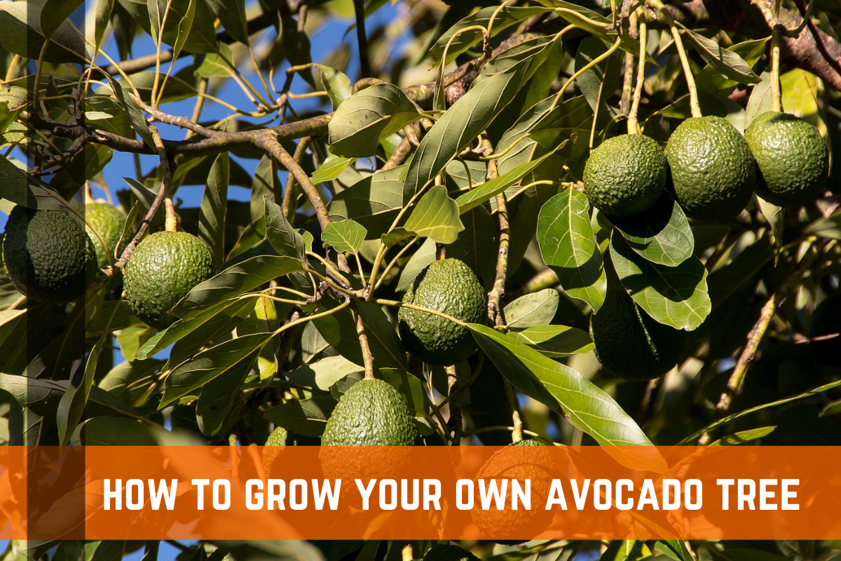 How To Grow an Avocado Tree: Planting, Care, & More