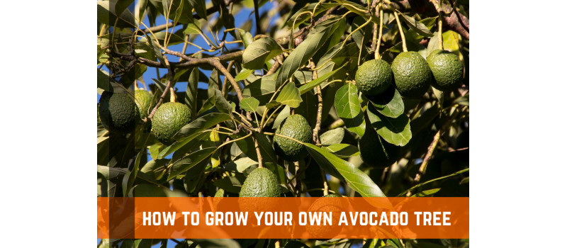 How To Grow an Avocado Tree: Planting, Care, & More