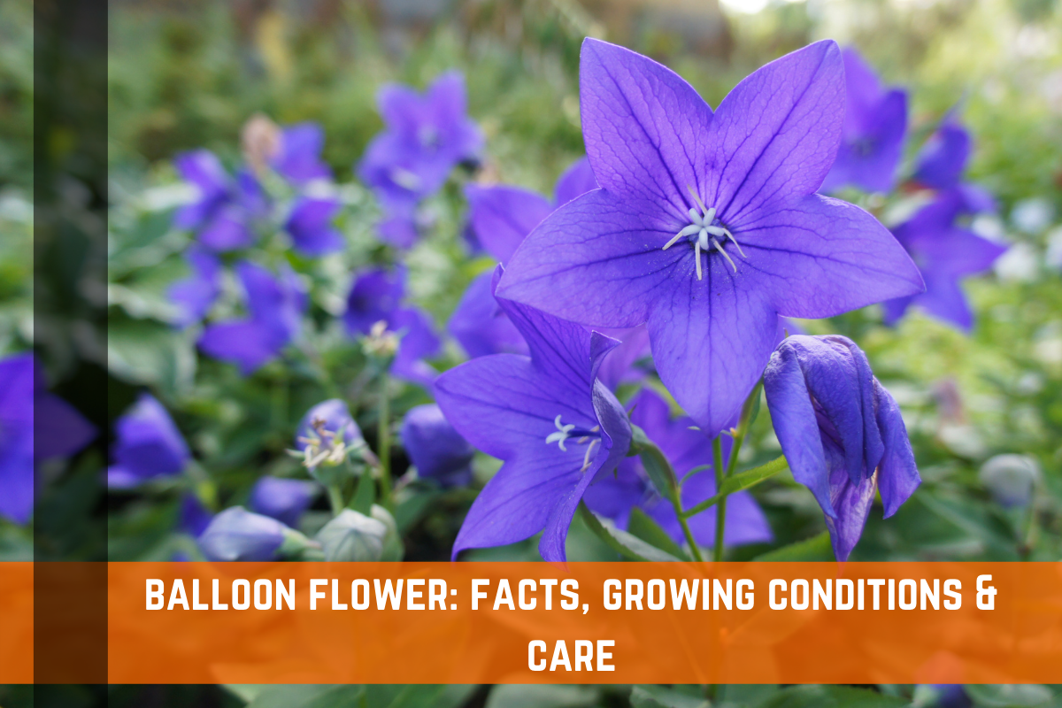 Balloon Flower: Facts, Growing Conditions & Care