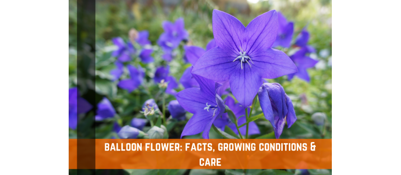 Balloon Flower: Facts, Growing Conditions & Care