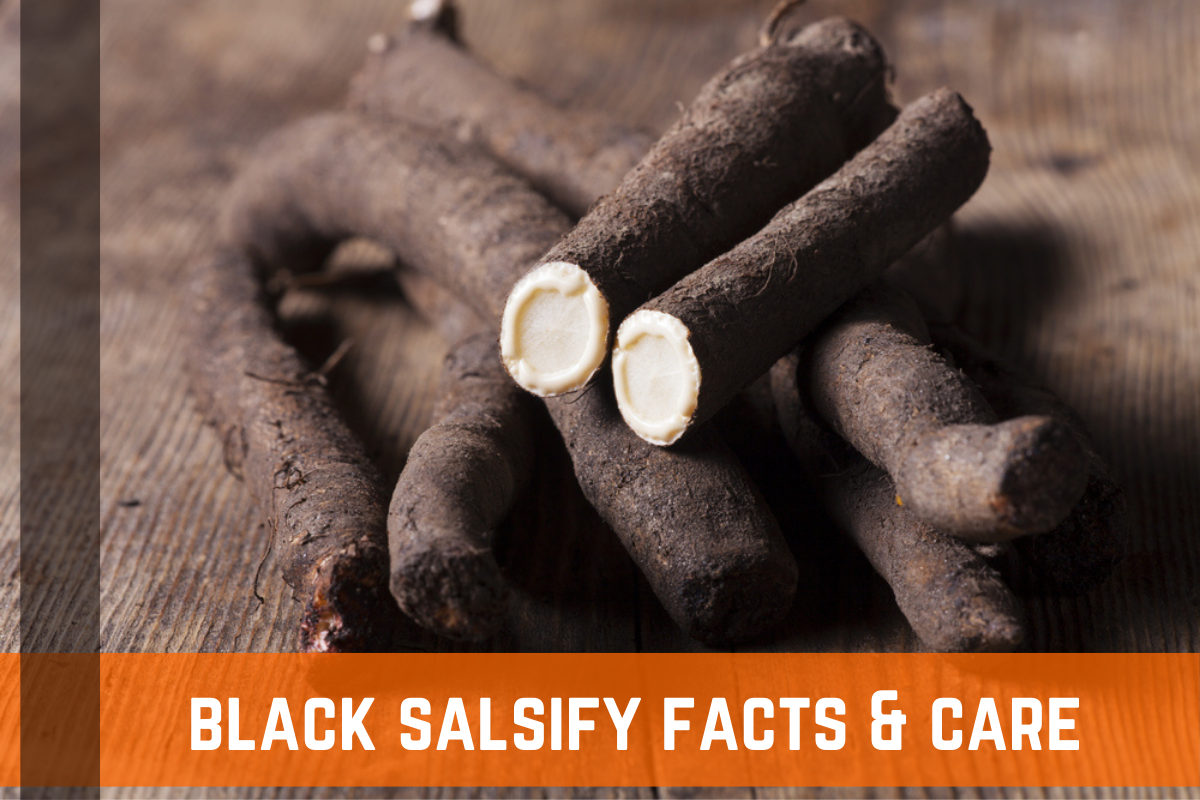 Black Salsify: Facts, Description, & Cooking Methods