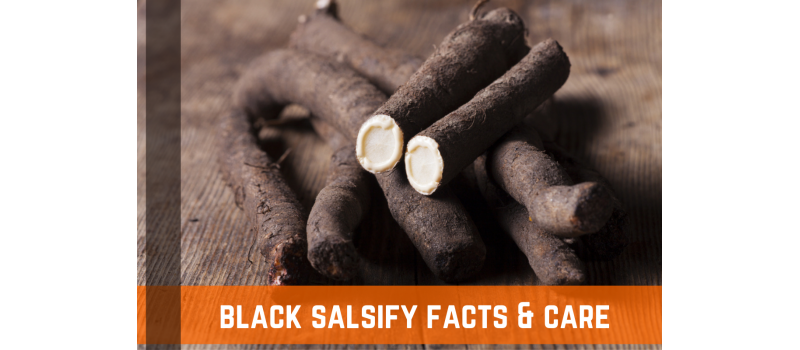 Black Salsify: Facts, Description, & Cooking Methods