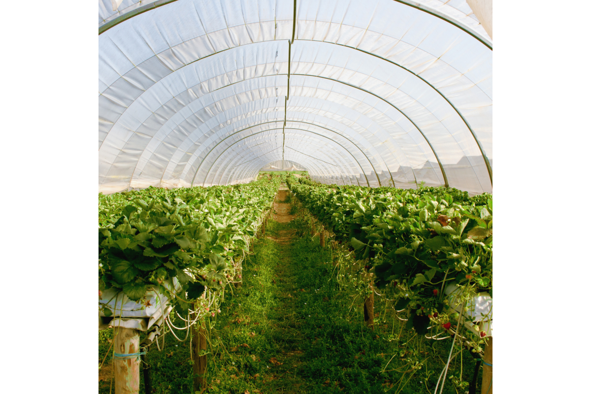 Greenhouse Coverings