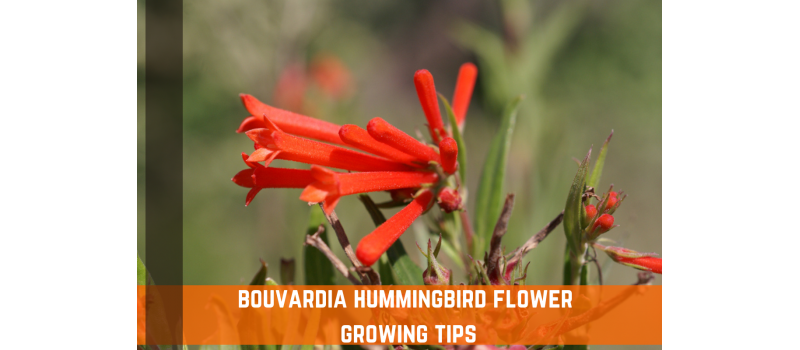 How To Grow Bouvardia Hummingbird Flower - Tips & Info