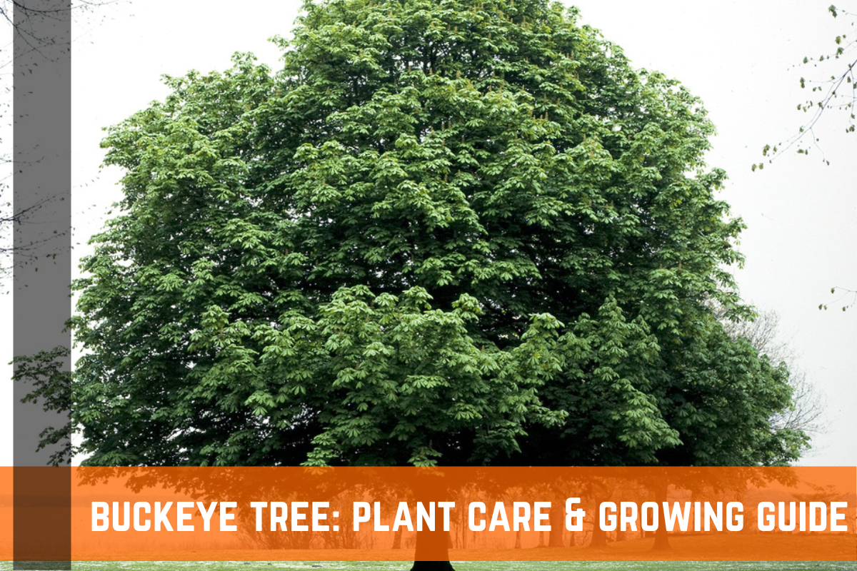 Buckeye Tree: Plant Care & Growing Guide