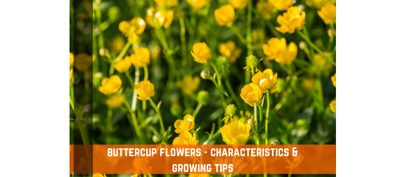Buttercup Flower - Characteristics & Growing Tips