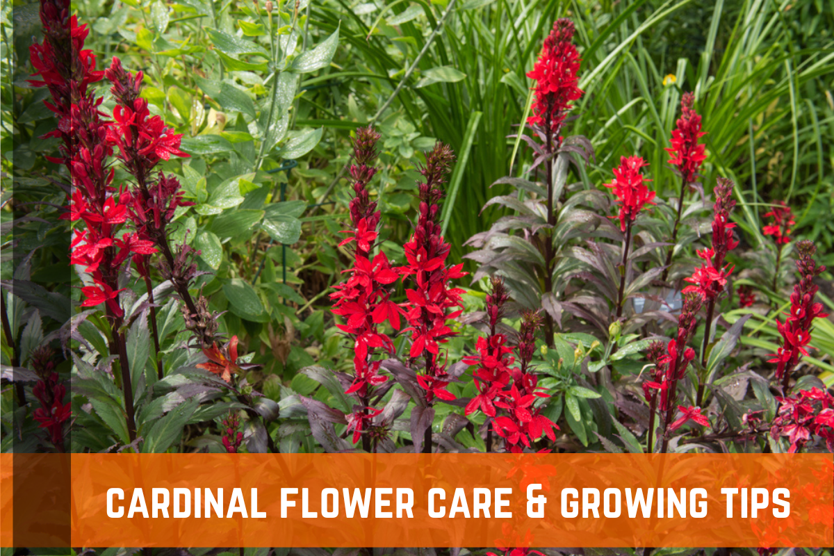 Cardinal Flower Care & Growing Tips