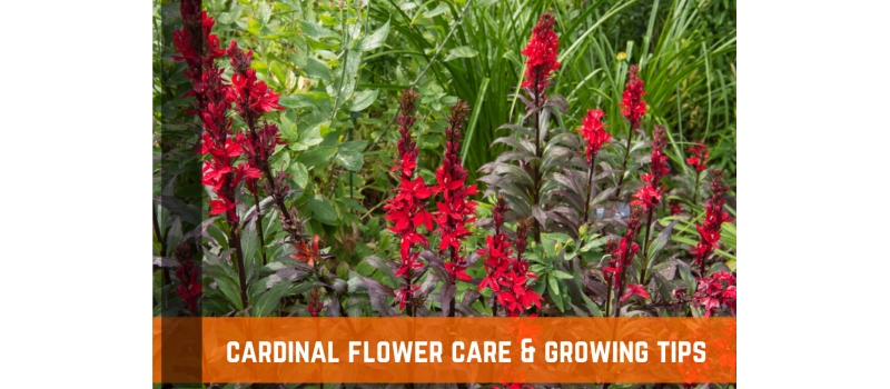 Cardinal Flower Care & Growing Tips