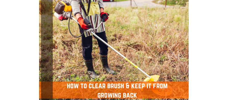 How To Keep Brush From Growing Back