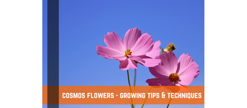 Cosmos Flower - Growing Tips & Techniques