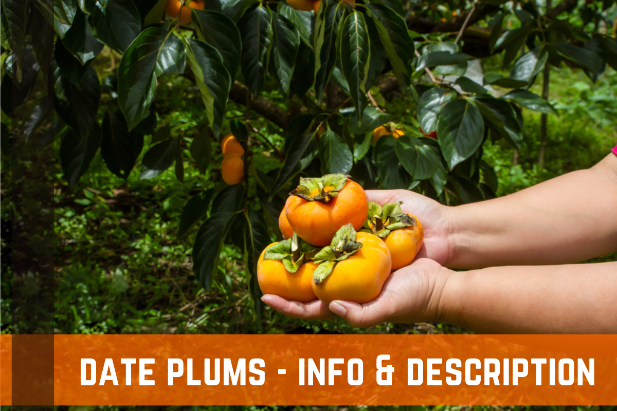 Date Plums: History, Info, and Description