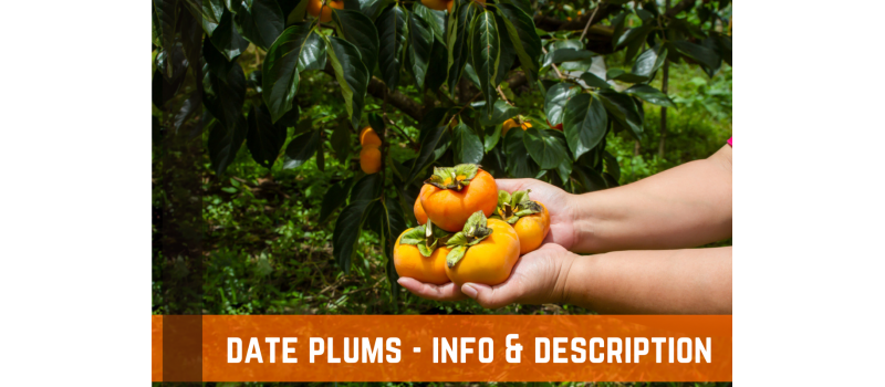 Date Plums: History, Info, and Description