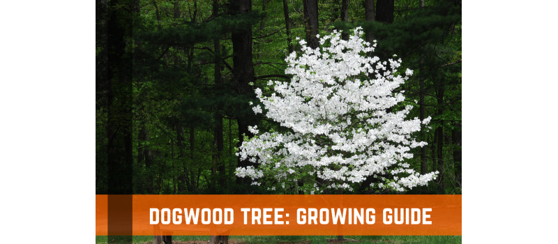how much does a dogwood tree grow each year