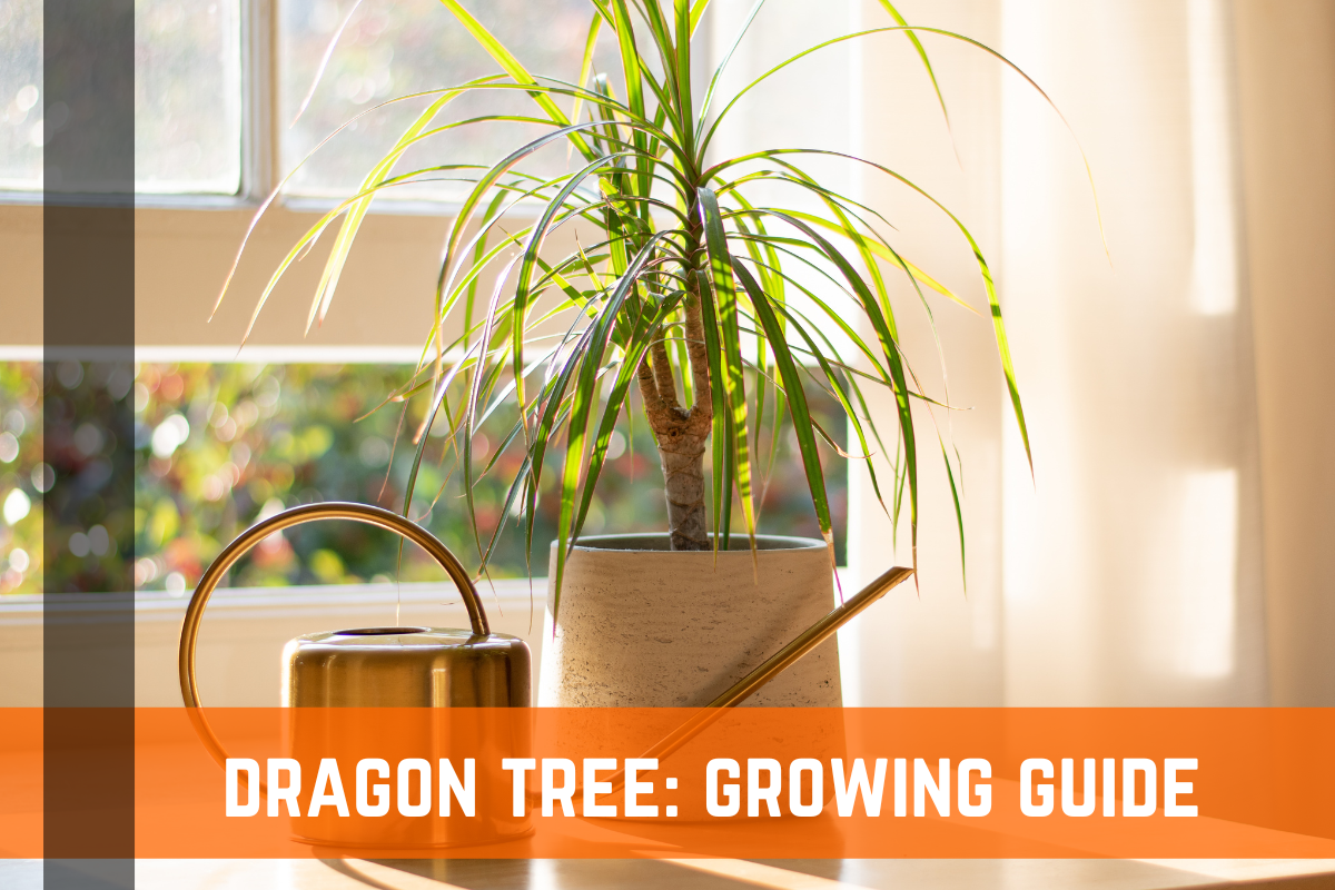 Dragon Tree: Plant Care & Growing Guide