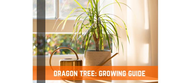 Dragon Tree: Plant Care & Growing Guide