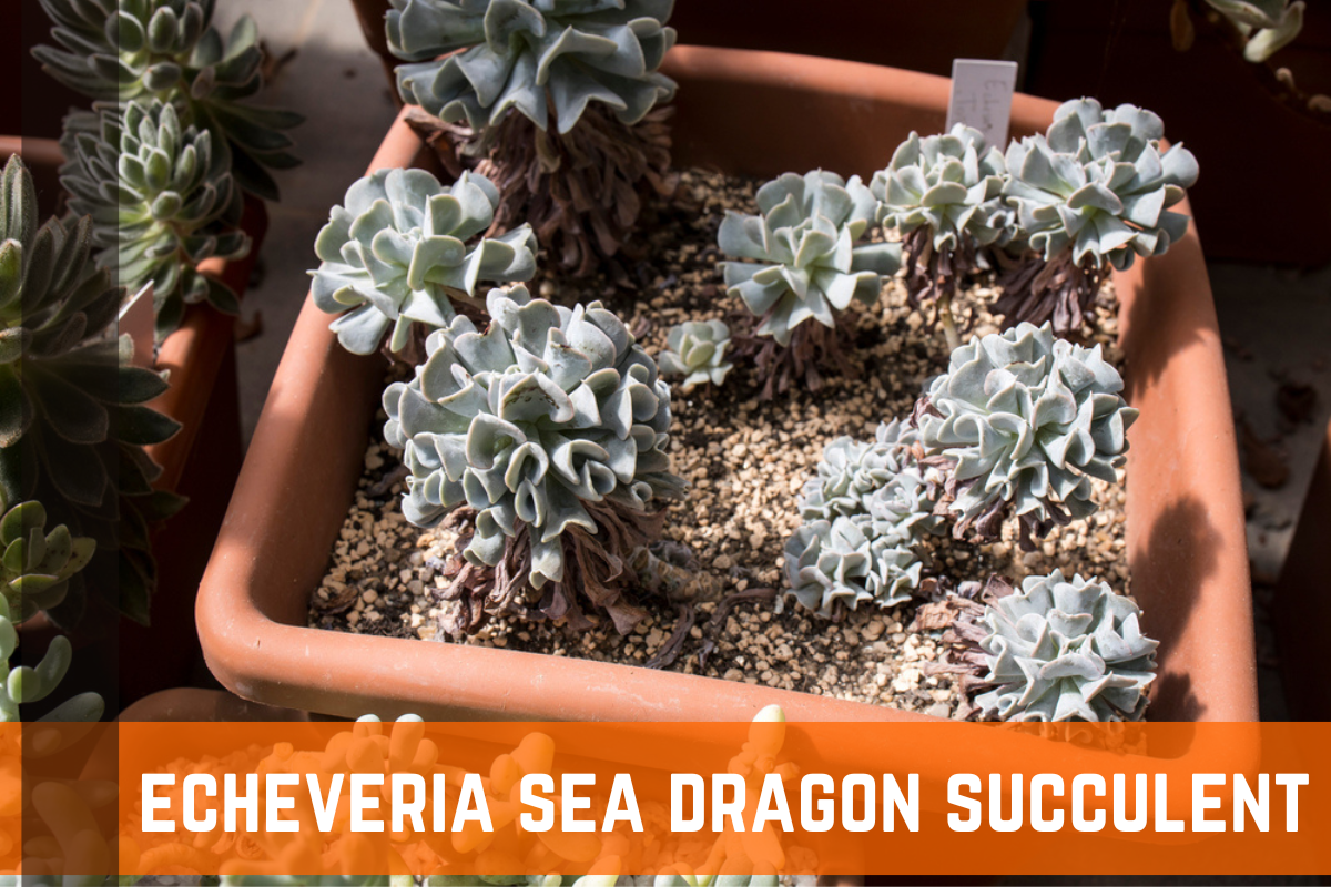 Echeveria Sea Dragon Succulents: Growing Tips & Care Info