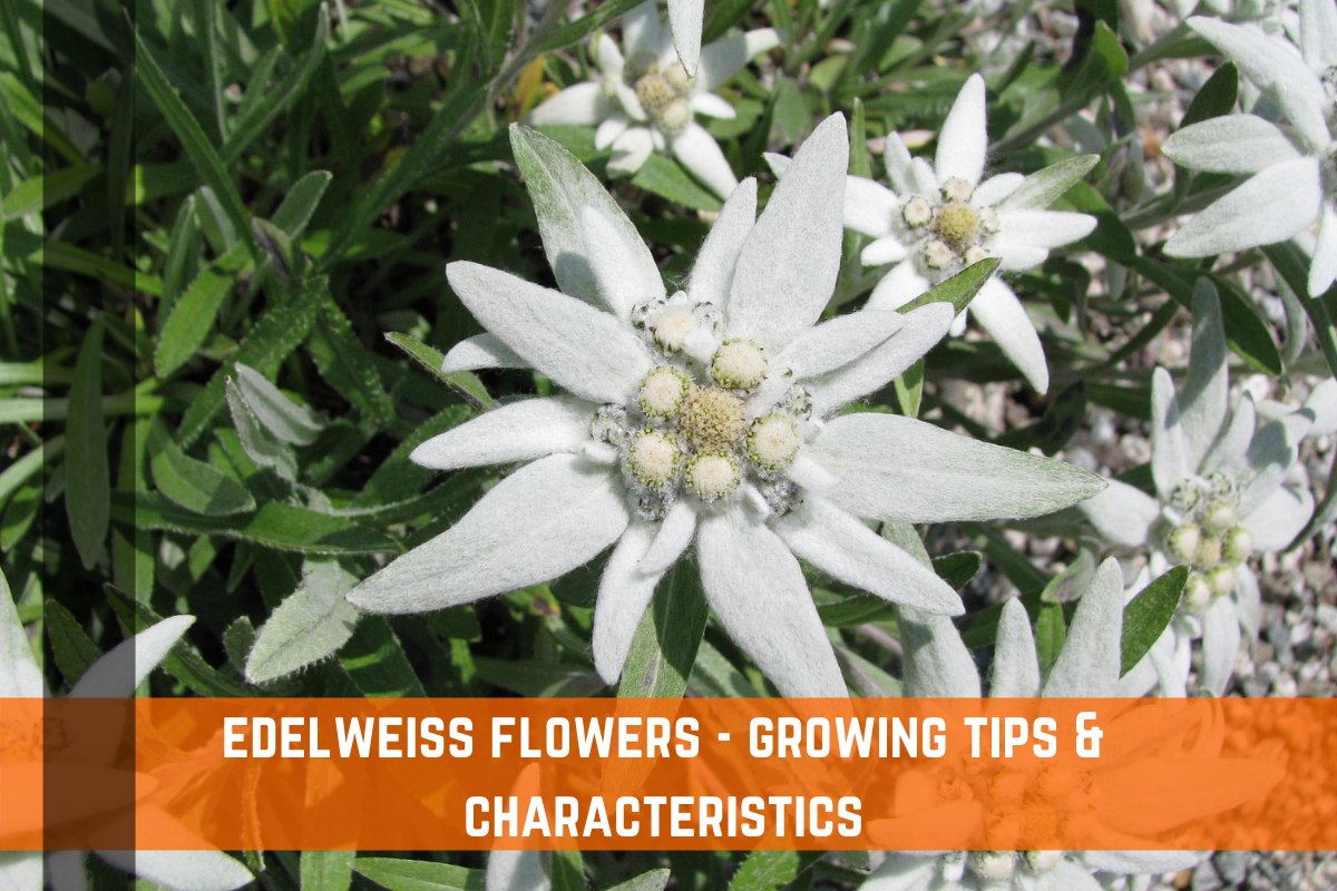 Edelweiss Flower - Characteristics & Growing Tips