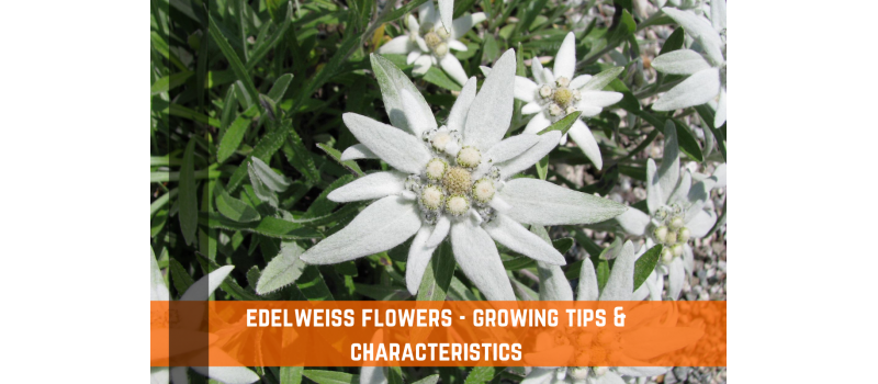 Edelweiss Flower - Characteristics & Growing Tips