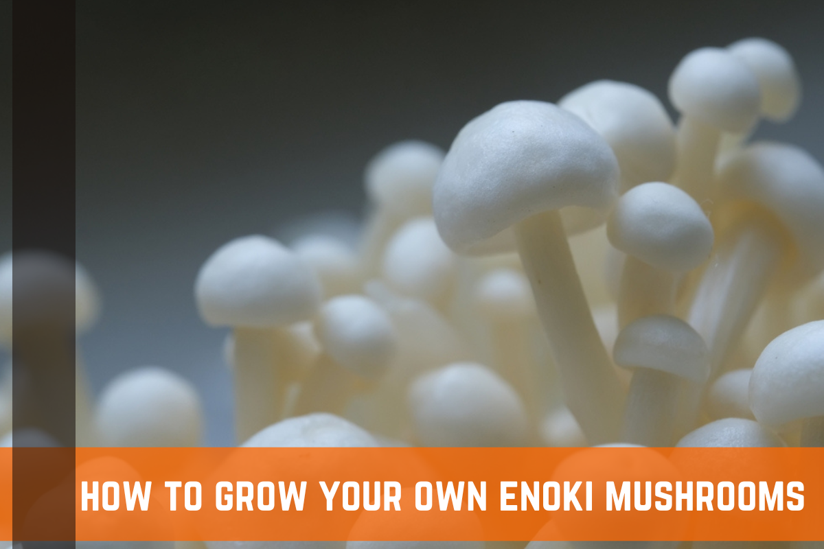 Guide To Growing Enoki Mushrooms