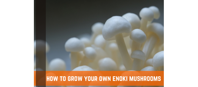 Guide To Growing Enoki Mushrooms