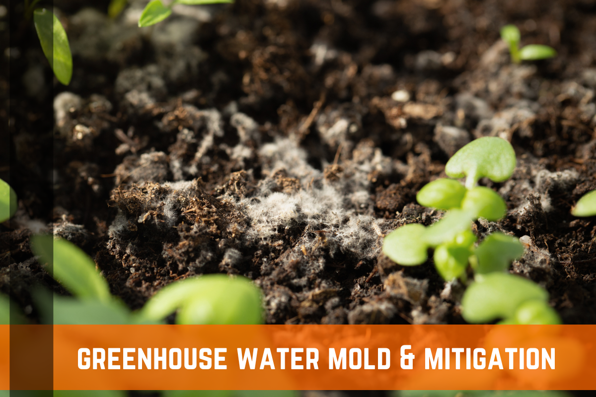 Greenhouse Water Mold & Mitigation