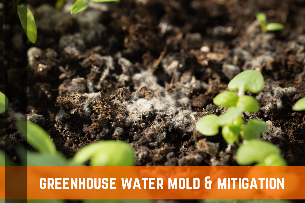 How To Protect Your Greenhouse From Mold