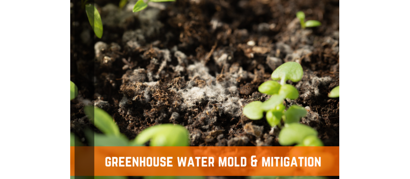 How To Protect Your Greenhouse From Mold