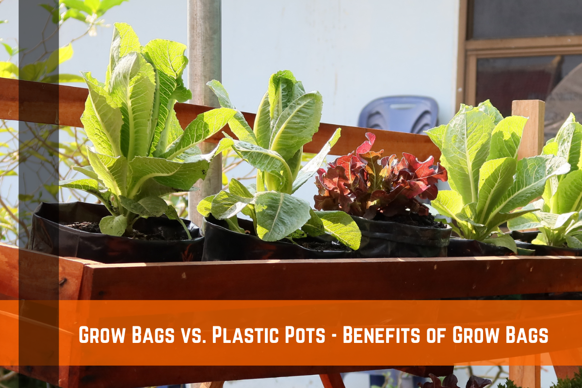 Grow Bags vs. Plastic Pots - Benefits of Grow Bags