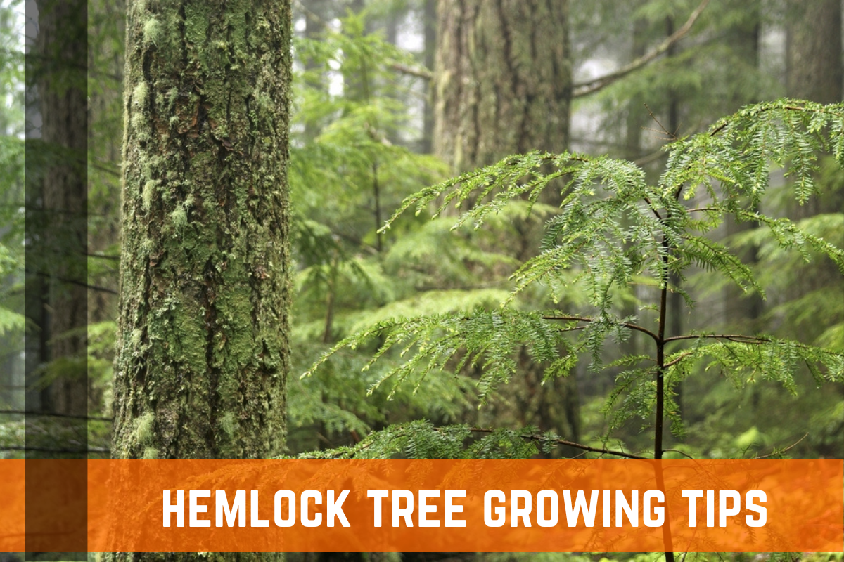 Hemlock Tree: Characteristics & Growing Tips