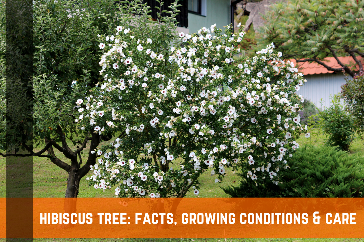 Hibiscus Tree: Facts, Growing Conditions & Care