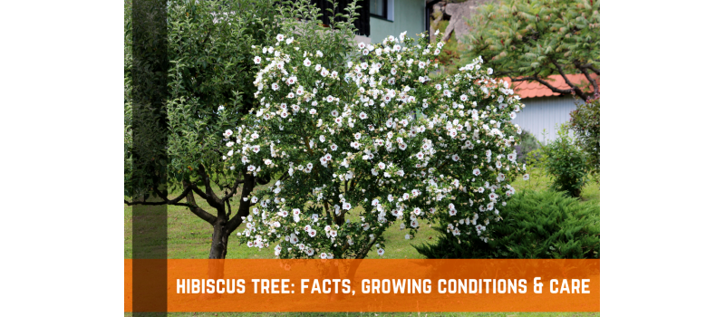 Hibiscus Tree: Facts, Growing Conditions & Care
