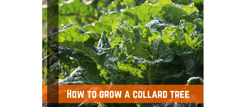 How To Grow A Collard Tree - Tips & Techniques
